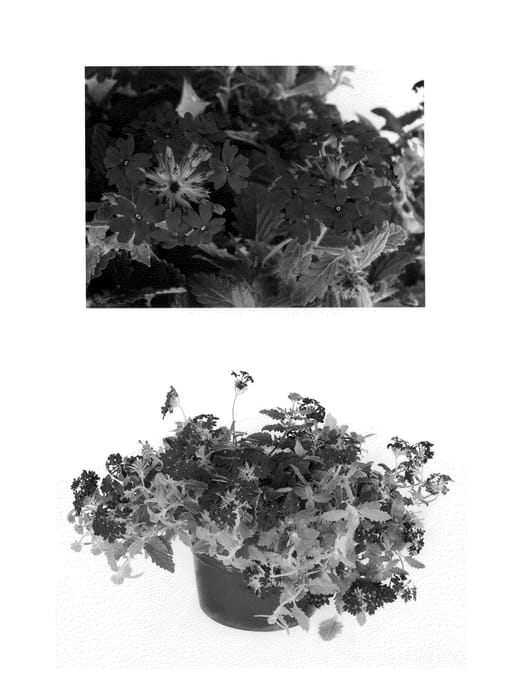Figure 1 of US plant patent PP25395, the photograph of RIKAV14704 printed in the patent.