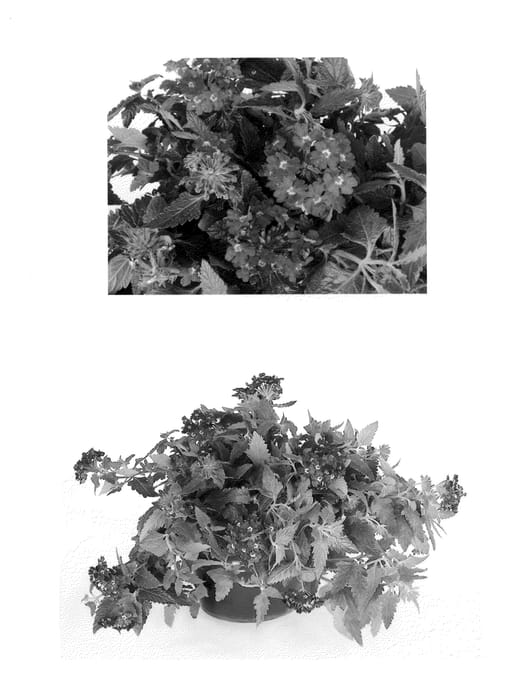 Figure 1 of US plant patent PP25396, the photograph of RIKAV18302 printed in the patent.