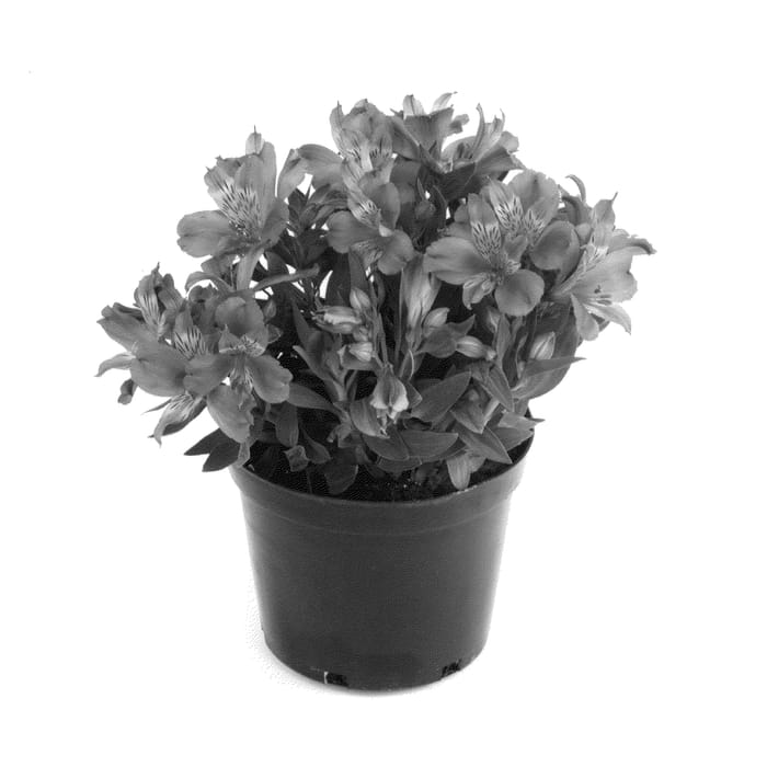 Figure 1 of US plant patent PP25397, the photograph of Emily printed in the patent.