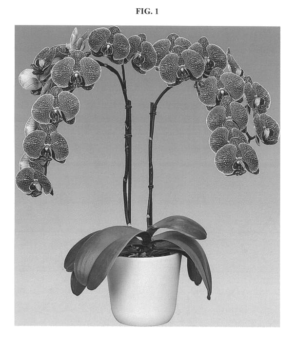Figure 1 of US plant patent PP25398, the photograph of Circus printed in the patent.