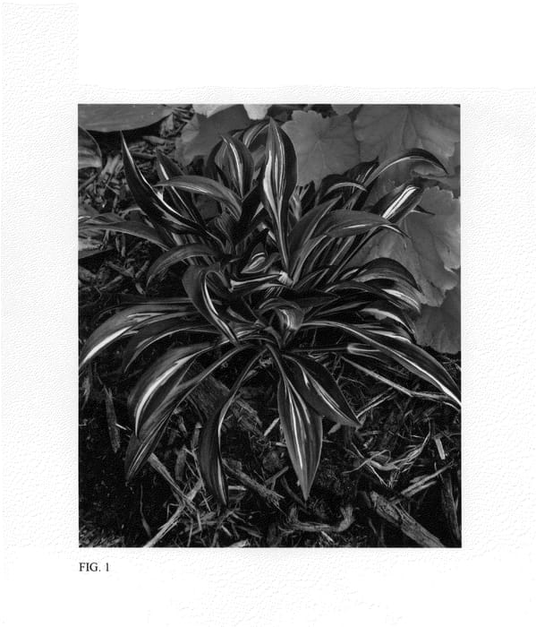 Figure 1 of US plant patent PP25399, the photograph of Sparkler printed in the patent.