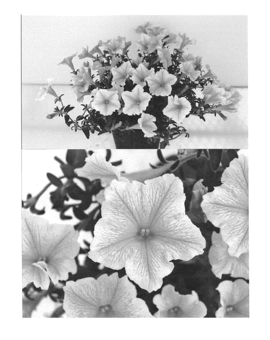 Figure 1 of US plant patent PP25400, the photograph of Sunsurf Kitatsu printed in the patent.