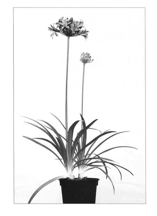 Figure 1 of US plant patent PP25401, the photograph of Moonlight Star printed in the patent.