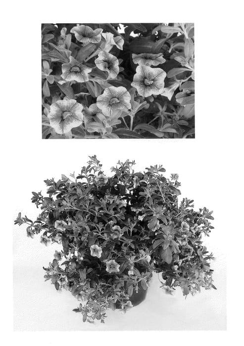 Figure 1 of US plant patent PP25402, the photograph of USCAL09301 printed in the patent.
