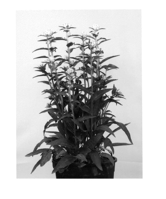 Figure 1 of US plant patent PP25403, the photograph of Allgentitwist printed in the patent.