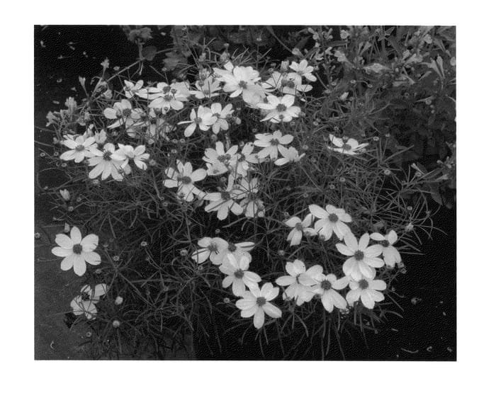 Figure 1 of US plant patent PP25404, the photograph of Imperial Sun printed in the patent.
