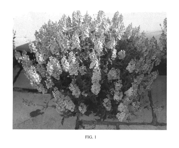 Figure 1 of US plant patent PP25405, the photograph of Aurora Light Pink printed in the patent.