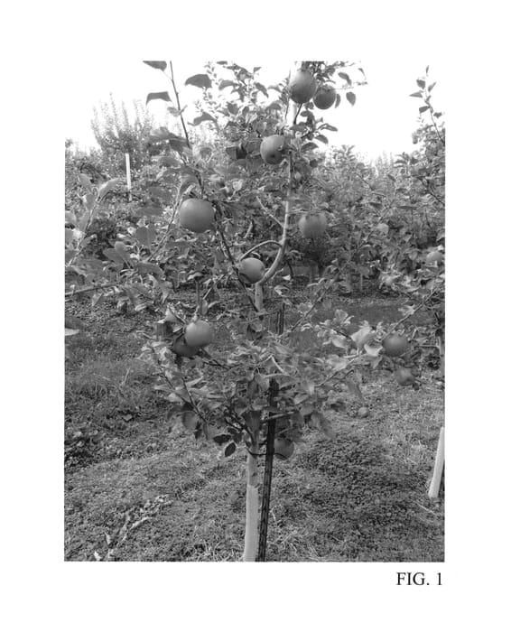 Figure 1 of US plant patent PP25406, the photograph of Lewis printed in the patent.