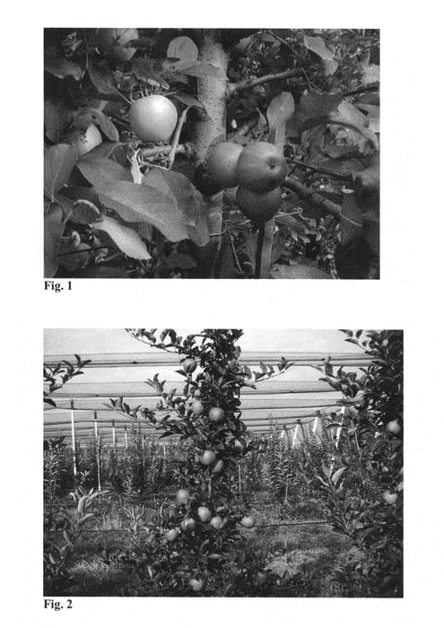Figure 1 of US plant patent PP25407, the photograph of Gala Perathoner printed in the patent.