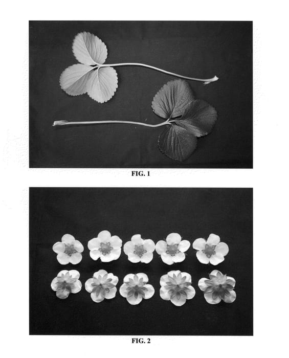Figure 1 of US plant patent PP25408, the photograph of DrisStrawThirtyNine printed in the patent.