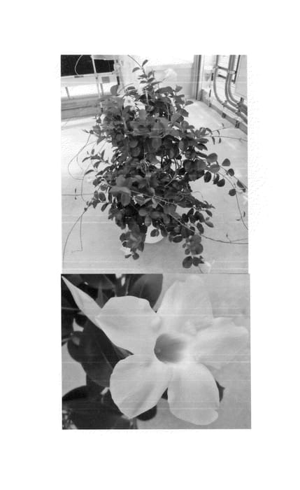 Figure 1 of US plant patent PP25409, the photograph of Sunparakitaho printed in the patent.