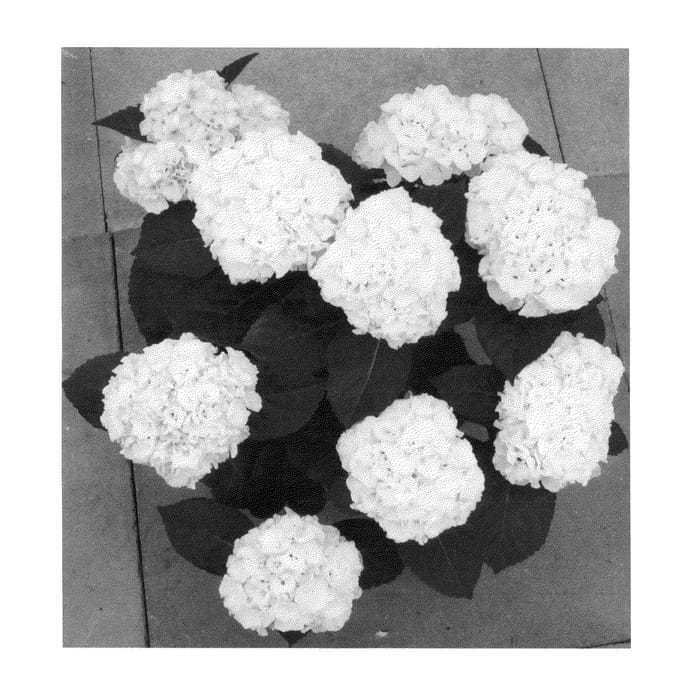 Figure 1 of US plant patent PP25410, the photograph of H211908 printed in the patent.