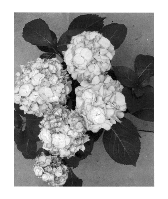 Figure 1 of US plant patent PP25411, the photograph of H211904 printed in the patent.