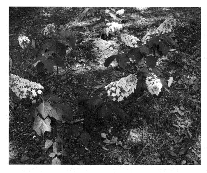 Figure 1 of US plant patent PP25412, the photograph of Doughill printed in the patent.