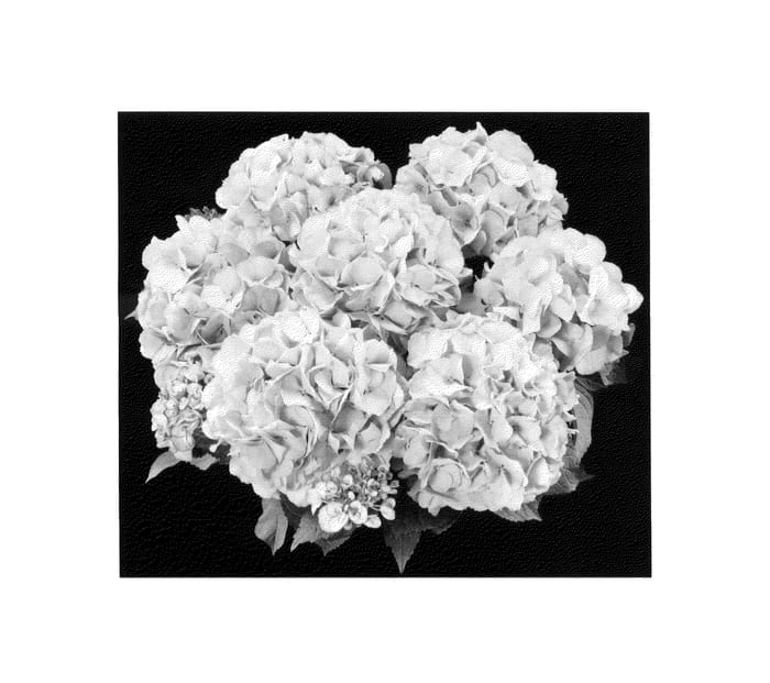 Figure 1 of US plant patent PP25414, the photograph of H211906 printed in the patent.