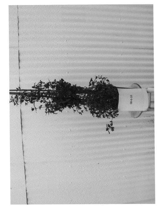 Figure 1 of US plant patent PP25415, the photograph of Chelan Mint printed in the patent.