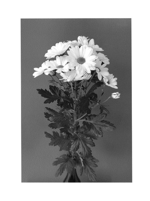 Figure 1 of US plant patent PP25416, the photograph of Dekalero printed in the patent.