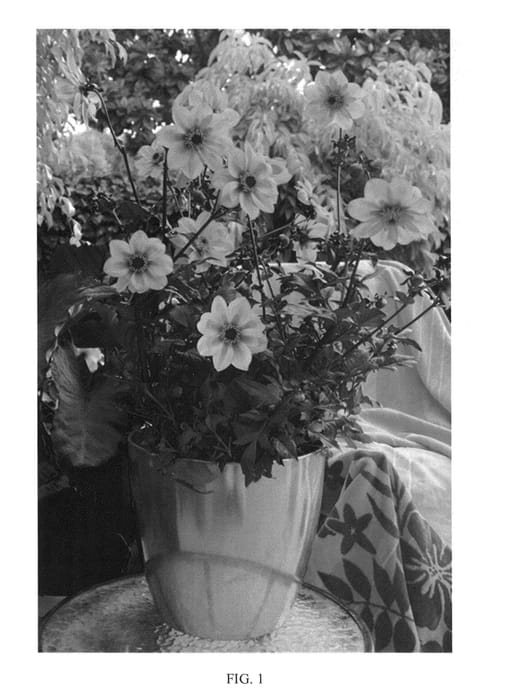 Figure 1 of US plant patent PP25417, the photograph of Mystic Fantasy printed in the patent.
