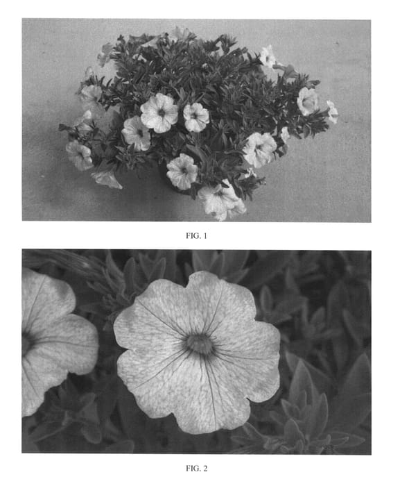 Figure 1 of US plant patent PP25418, the photograph of SAKPXC008 printed in the patent.