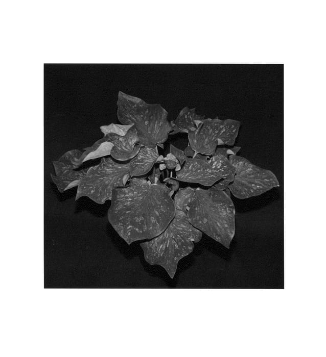 Figure 1 of US plant patent PP25419, the photograph of Scarlet Flame printed in the patent.