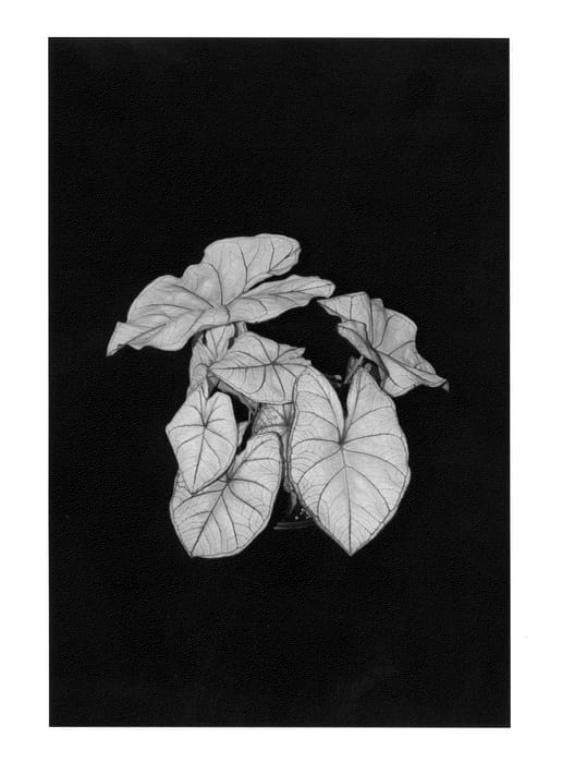 Figure 1 of US plant patent PP25420, the photograph of Summer Breeze printed in the patent.