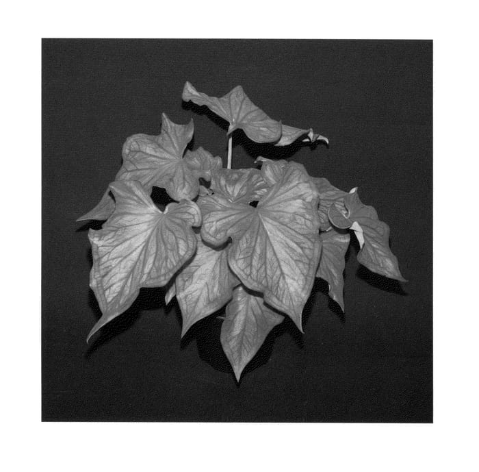 Figure 1 of US plant patent PP25421, the photograph of Desert Sunset printed in the patent.