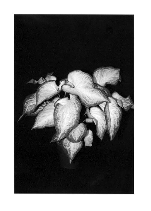 Figure 1 of US plant patent PP25422, the photograph of White Majesty printed in the patent.
