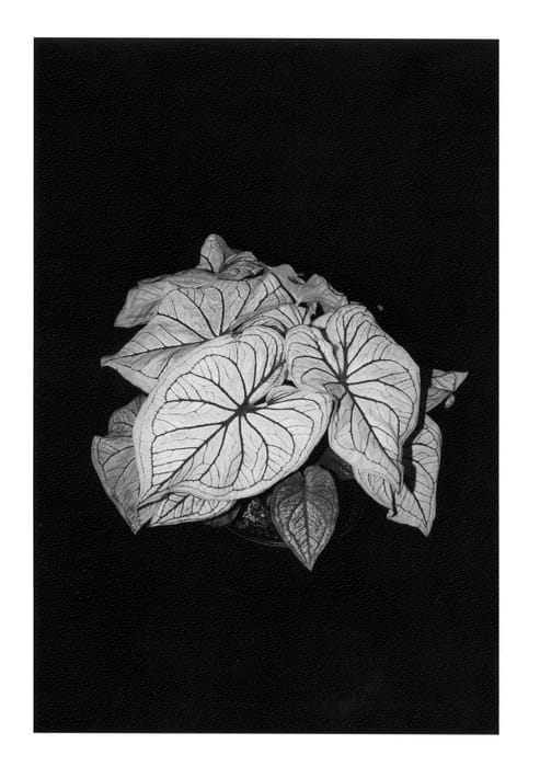 Figure 1 of US plant patent PP25423, the photograph of Debutante printed in the patent.