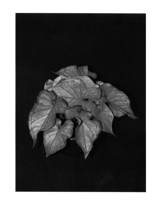 Figure 1 of US plant patent PP25424, the photograph of Puppy Love printed in the patent.