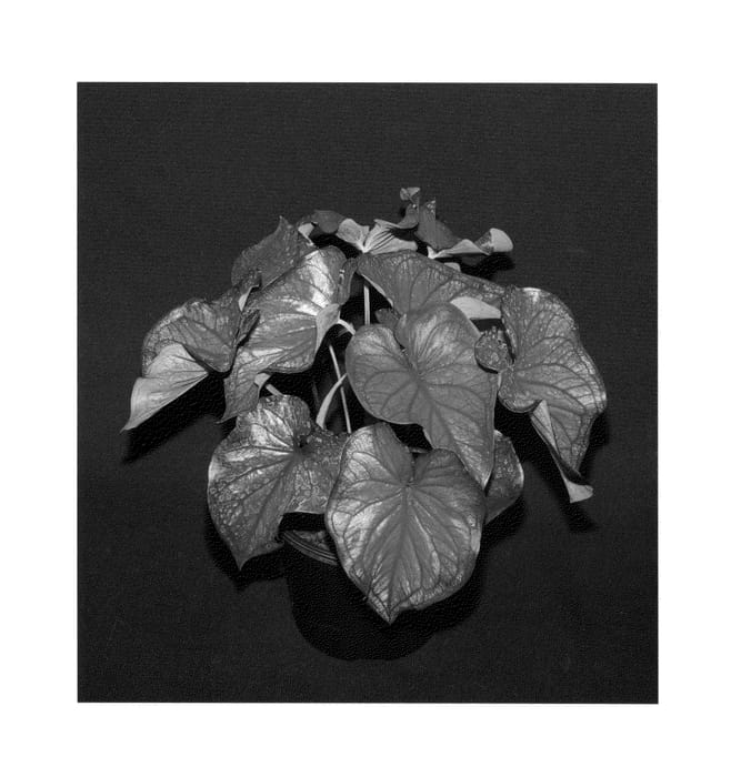 Figure 1 of US plant patent PP25425, the photograph of Red Glamour printed in the patent.