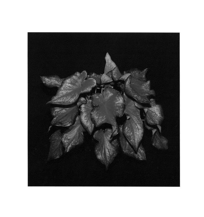 Figure 1 of US plant patent PP25426, the photograph of Flare printed in the patent.