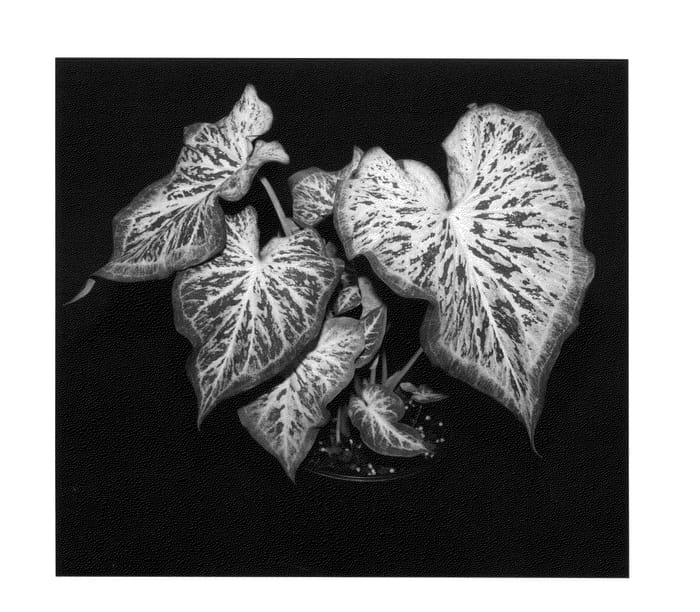 Figure 1 of US plant patent PP25427, the photograph of Modern Art printed in the patent.