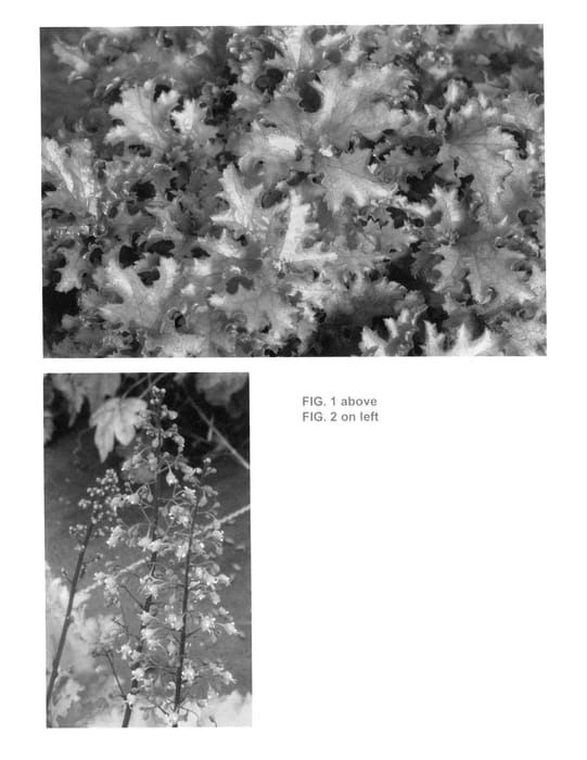 Figure 1 of US plant patent PP25428, the photograph of Zipper printed in the patent.