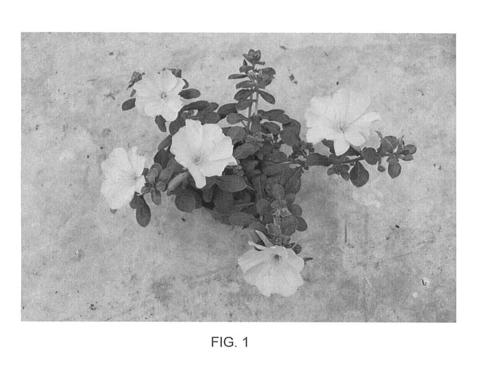 Figure 1 of US plant patent PP25429, the photograph of UNG OEN01 printed in the patent.