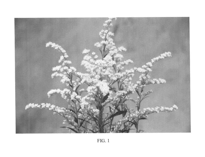 Figure 1 of US plant patent PP25430, the photograph of KLESH13014 printed in the patent.