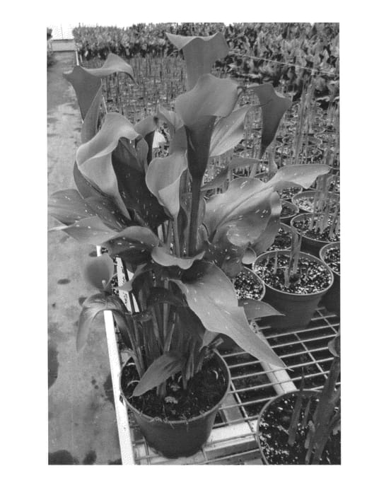 Figure 1 of US plant patent PP25431, the photograph of CAPTAIN ODEON printed in the patent.