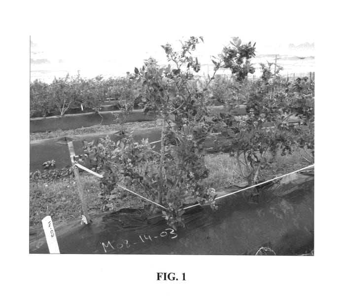 Figure 1 of US plant patent PP25432, the photograph of RIDLEY 1403 printed in the patent.