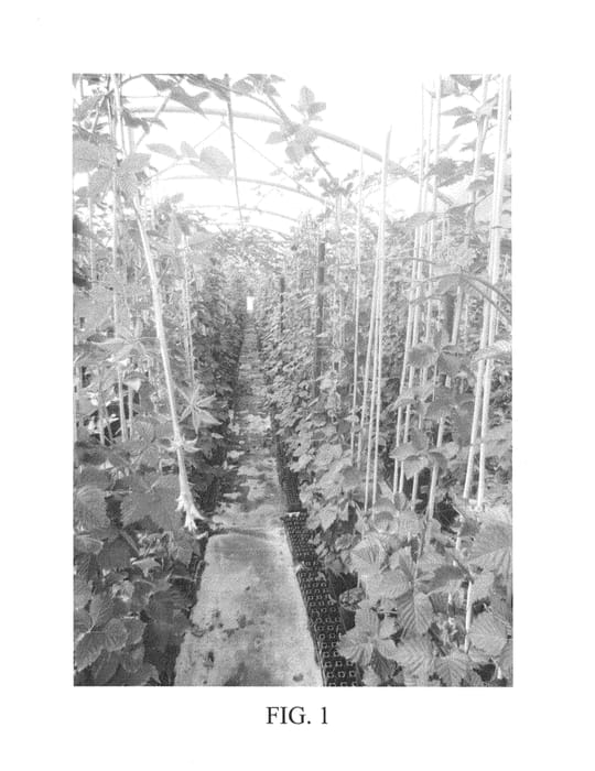 Figure 1 of US plant patent PP25433, the photograph of Black Jack printed in the patent.