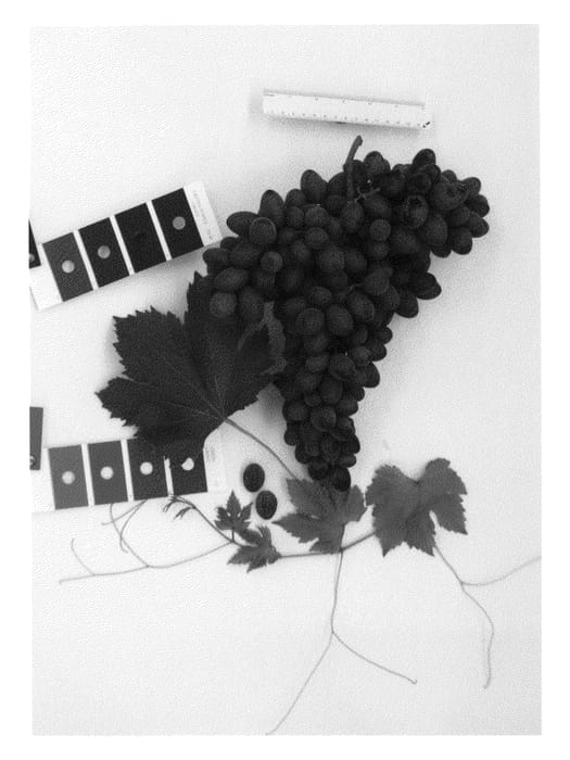 Figure 1 of US plant patent PP25434, the photograph of IFG Sixteen printed in the patent.