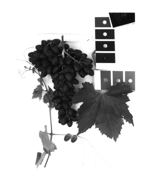 Figure 1 of US plant patent PP25435, the photograph of IFG Seventeen printed in the patent.
