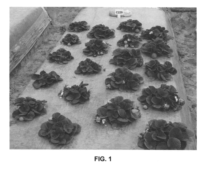 Figure 1 of US plant patent PP25436, the photograph of Merced printed in the patent.