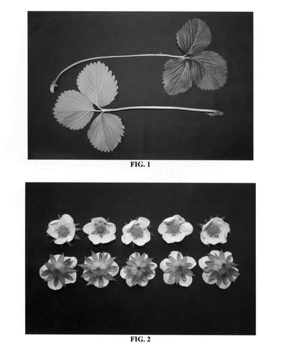 Figure 1 of US plant patent PP25437, the photograph of DrisStrawThirtyEight printed in the patent.