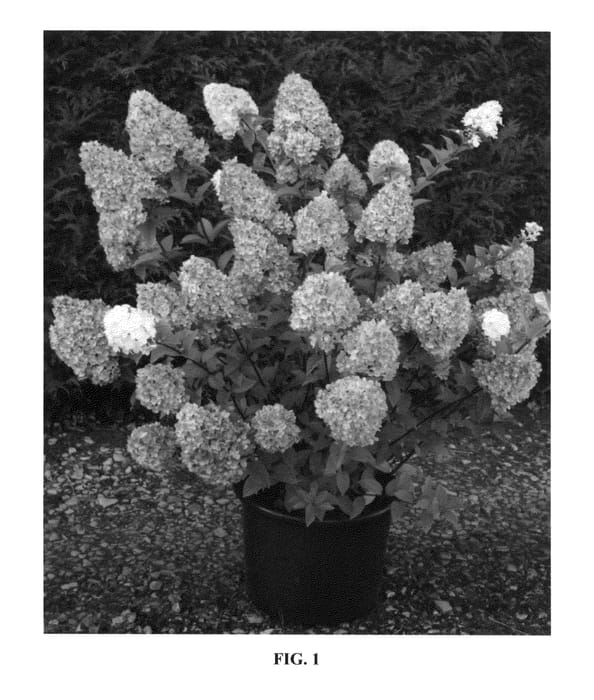 Figure 1 of US plant patent PP25438, the photograph of RENSUN printed in the patent.