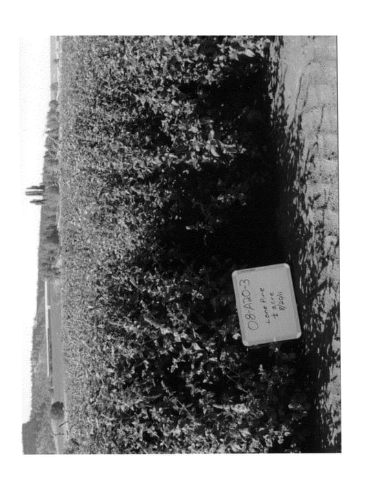 Figure 1 of US plant patent PP25439, the photograph of Steens Mint printed in the patent.