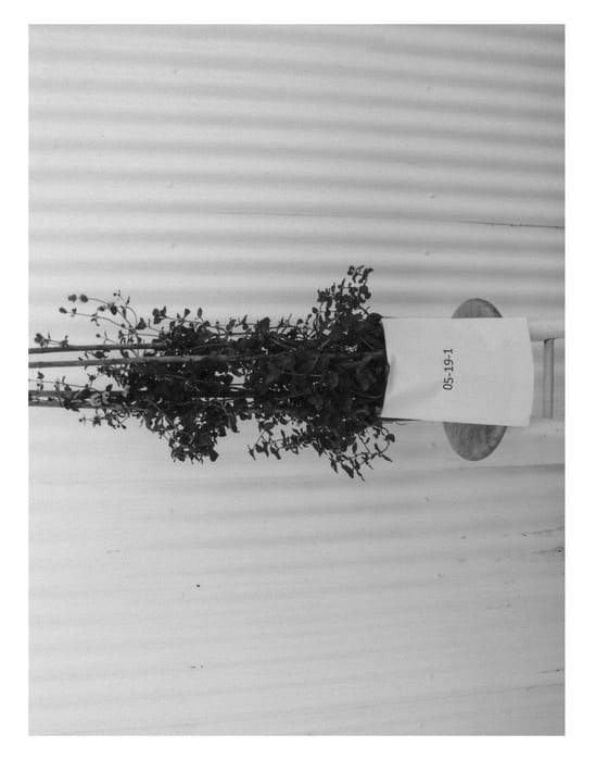 Figure 1 of US plant patent PP25440, the photograph of Canyon Mint printed in the patent.