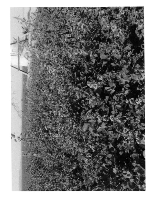Figure 1 of US plant patent PP25441, the photograph of Boulder Mint printed in the patent.