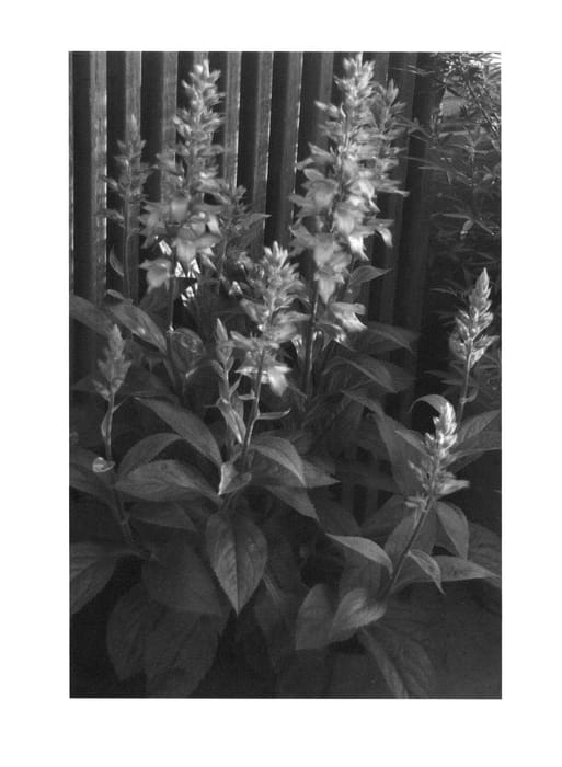 Figure 1 of US plant patent PP25442, the photograph of DG 09/4 printed in the patent.