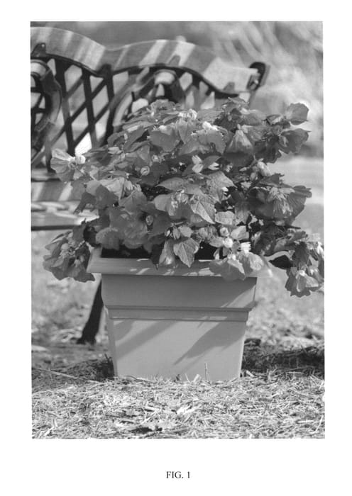 Figure 1 of US plant patent PP25443, the photograph of NUABRED printed in the patent.