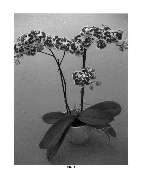Figure 1 of US plant patent PP25444, the photograph of PHALDAMWIL printed in the patent.