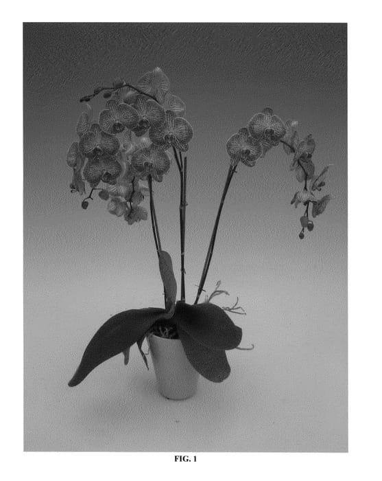 Figure 1 of US plant patent PP25445, the photograph of PHALBUKAP printed in the patent.